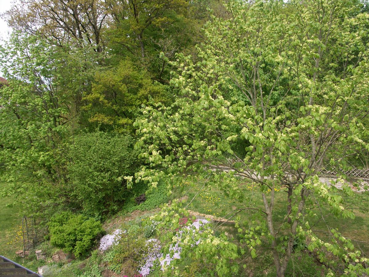 Waldpension Zum Felsenkeller Lichtenfels-Sachsenberg Εξωτερικό φωτογραφία